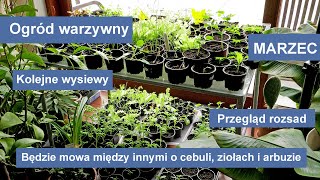 Wysiew ziół  bazylia majeranek melisa stewia Uprawa cebuli i arbuza [upl. by Aldridge]