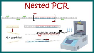 Nested PCR  Principle and usage [upl. by Dulcine]