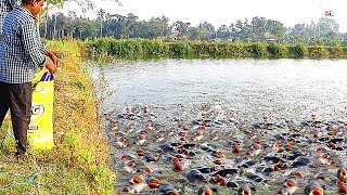 Tilapia Fish Farming  How to Feed Monosex Tilapia [upl. by Medeah]