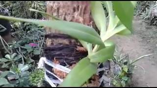 Mounting Orchid on the wood  Aerides odorata var Alba  How to mount orchid [upl. by Abibah575]