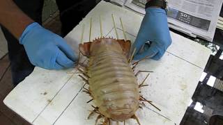 Giant Isopod Making a display specimen [upl. by Bevon]