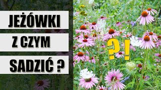 Z czym posadzić JEŻÓWKI  Ogród bylinowy pełen kwiatów [upl. by Nwahsek]