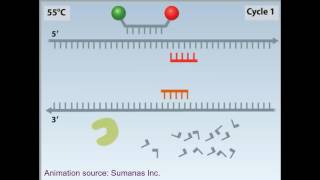 rtPCR animation [upl. by Refenej29]