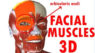 Muscles Of Facial Expression  Face Anatomy part 1 [upl. by Marcelia763]