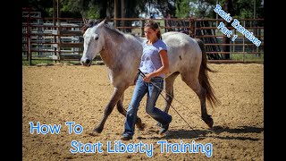 How To Start Liberty Training With Your Horse Basic Exercises Part 1 [upl. by Noivart]