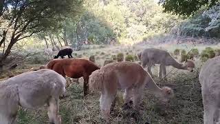 Alpacas de Gredos Pregnancies and Branches [upl. by Hillegass44]