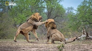 African Lions  National Geographic Documentary [upl. by Nodnarg]