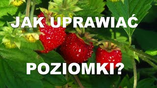 UPRAWA POZIOMEK  krok po kroku  od wysiewu nasion do zbioru owoców [upl. by Retlaw]