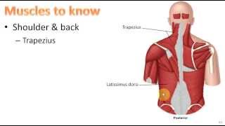 Anatomy Ch 9  Muscular System [upl. by Petulah921]