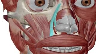 Facial Muscles Muscles of Expression [upl. by Lilahk632]