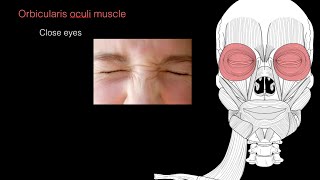 Muscles of facial expression [upl. by Bondy]